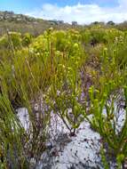 Image of Erica fairii Bolus