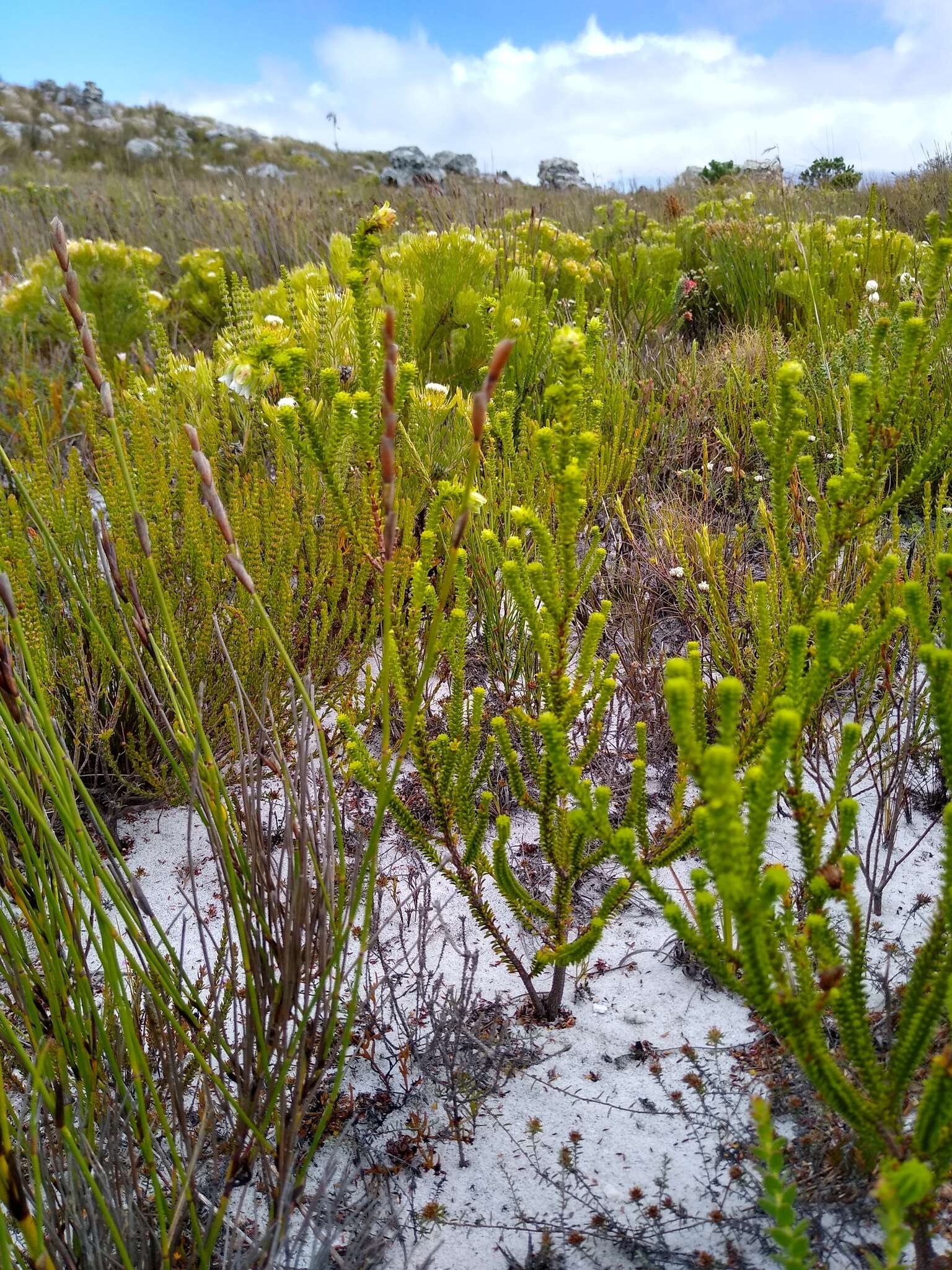 Image of Erica fairii Bolus