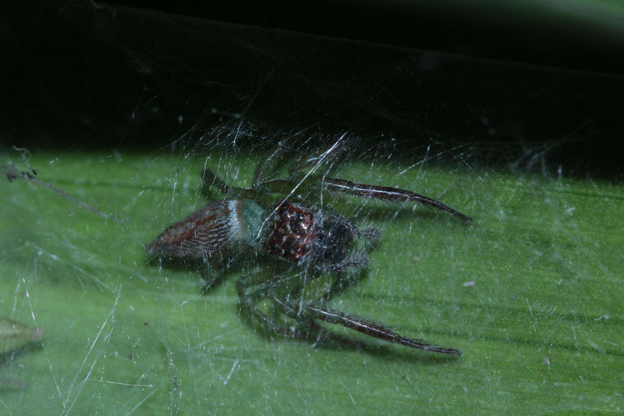 Artabrus erythrocephalus (C. L. Koch 1846) resmi