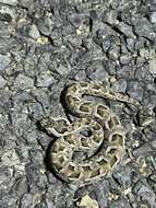 Image of Many-horned adder