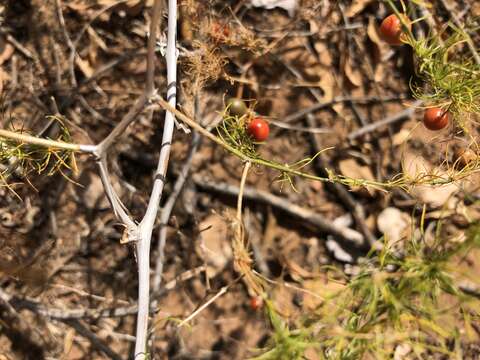 Sivun Asparagus exuvialis Burch. kuva