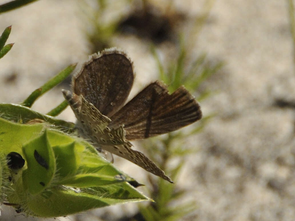 Actizera lucida (Trimen 1883) resmi