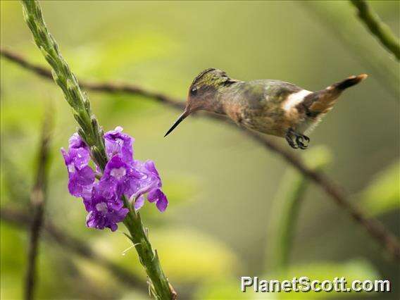 Lophornis delattrei (Lesson & R 1839) resmi