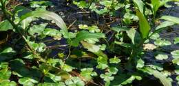 Plancia ëd Marsilea quadrifolia L.