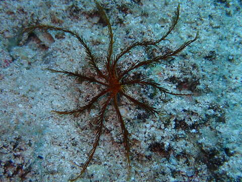 Image of Mediterranean feather star