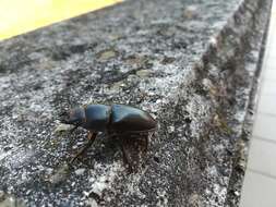 Image of Lucanus tetraodon Thunberg 1806