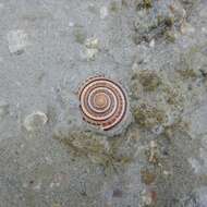 Image of European sundial snail