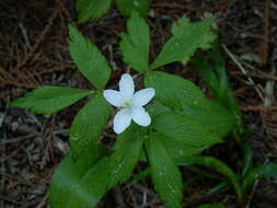 Image of Piper's Windflower