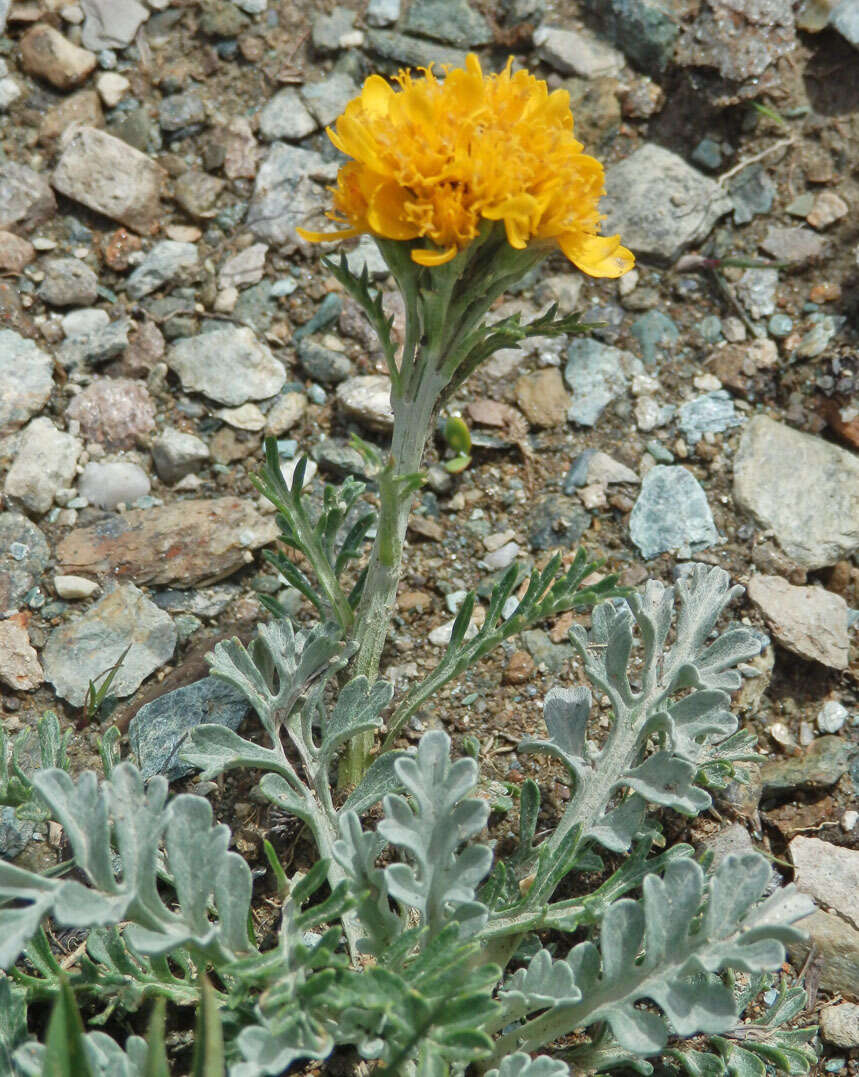 Image de Séneçon blanchâtre