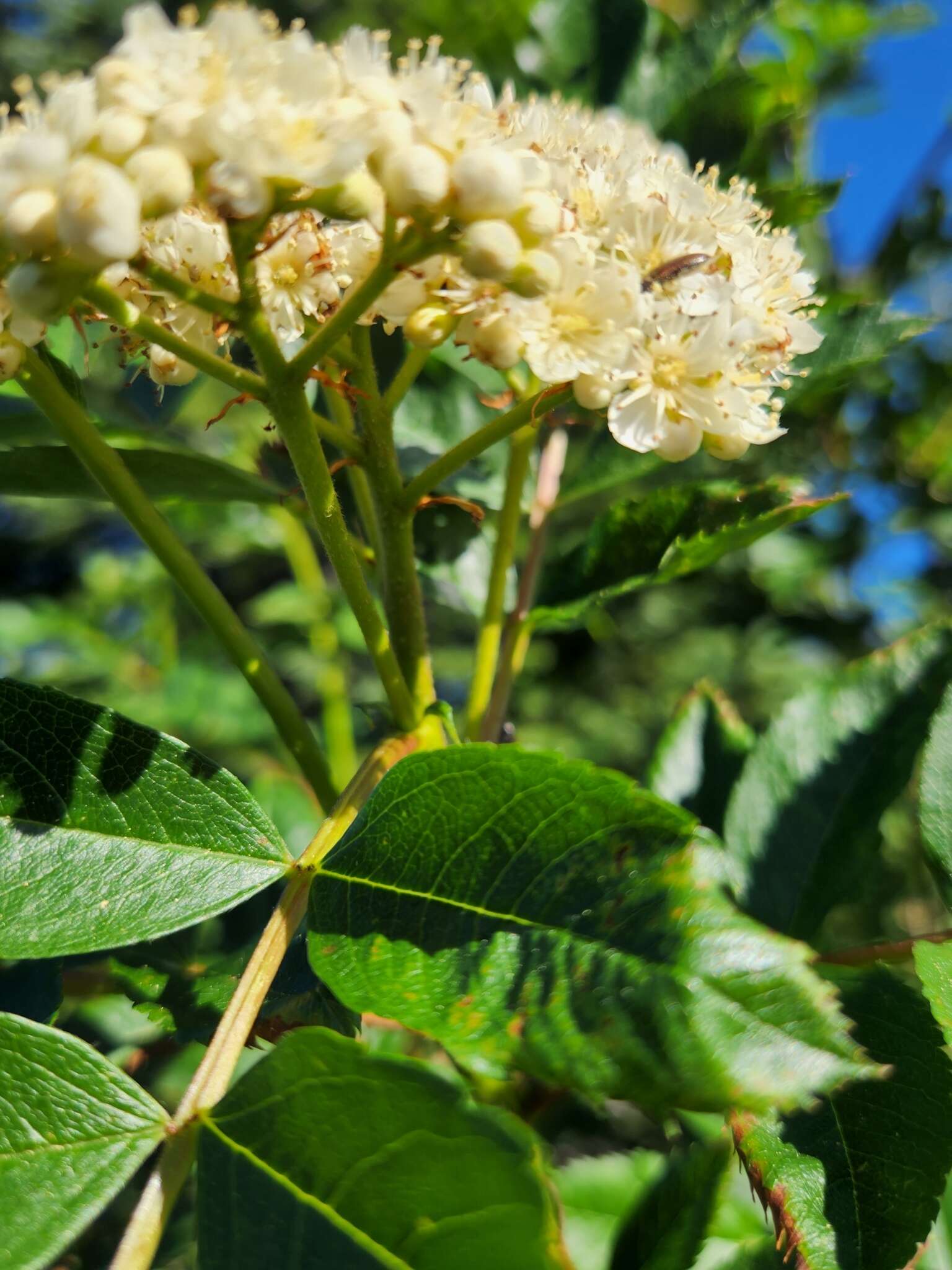 Image of Cascade mountain ash