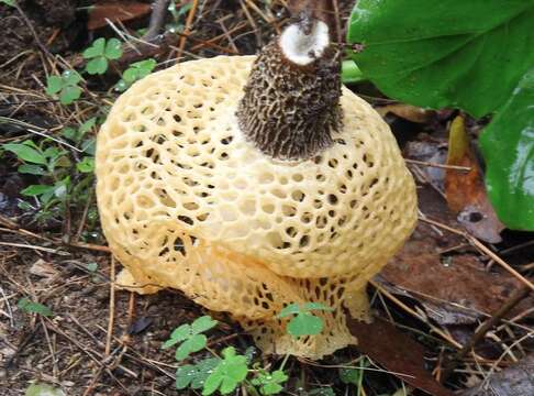 Plancia ëd Phallus luteus (Liou & L. Hwang) T. Kasuya 2009