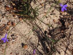 Image of Lobelia coronopifolia L.