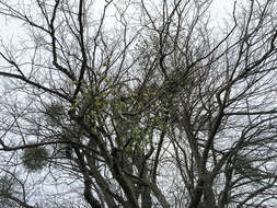 Image of European mistletoe