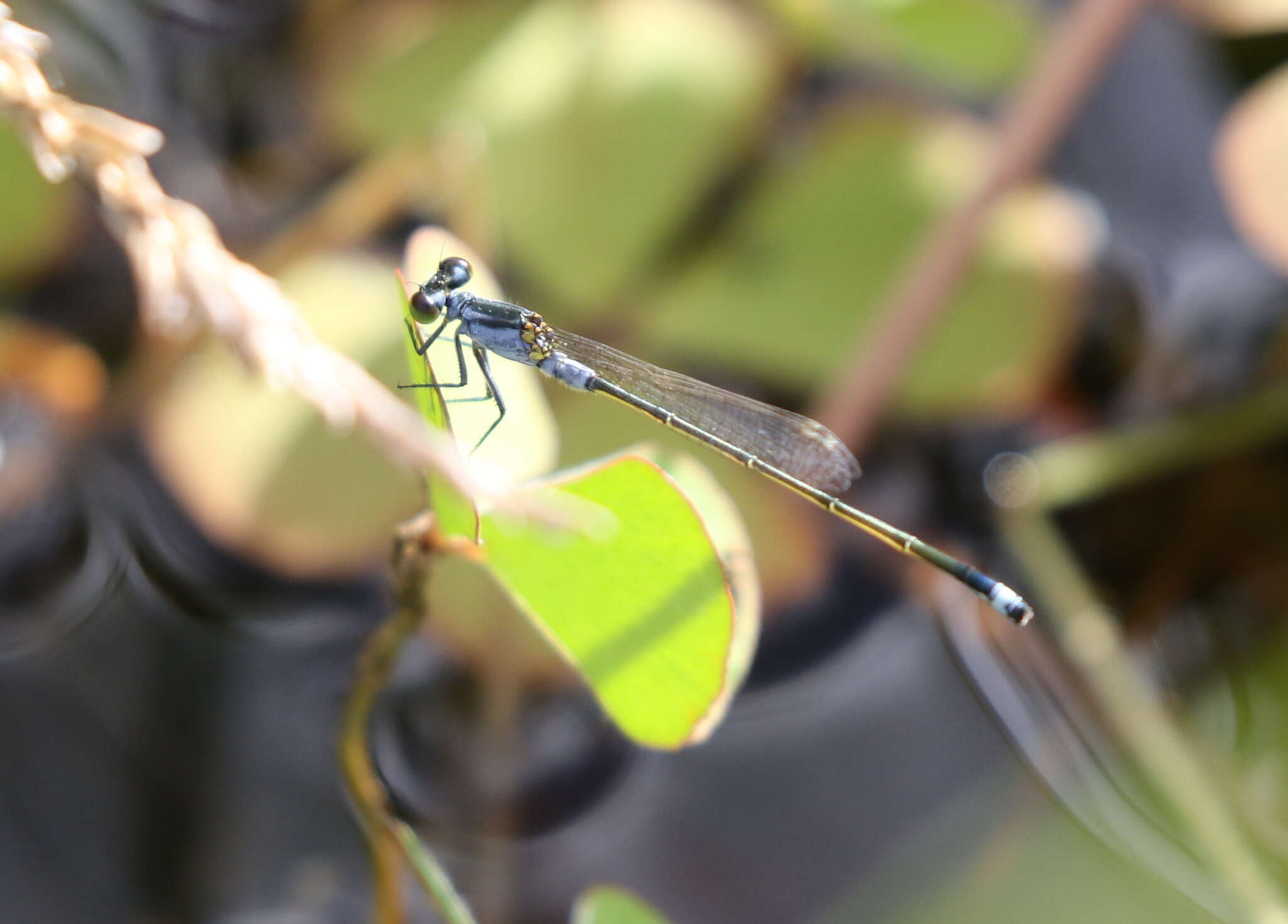 Ischnura pruinescens (Tillyard 1906) resmi