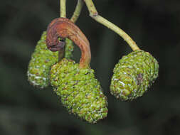 Image of Alder Tongue Gall