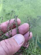 Image of Amazon Viper Grass