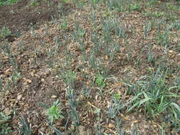 Image of garden onion