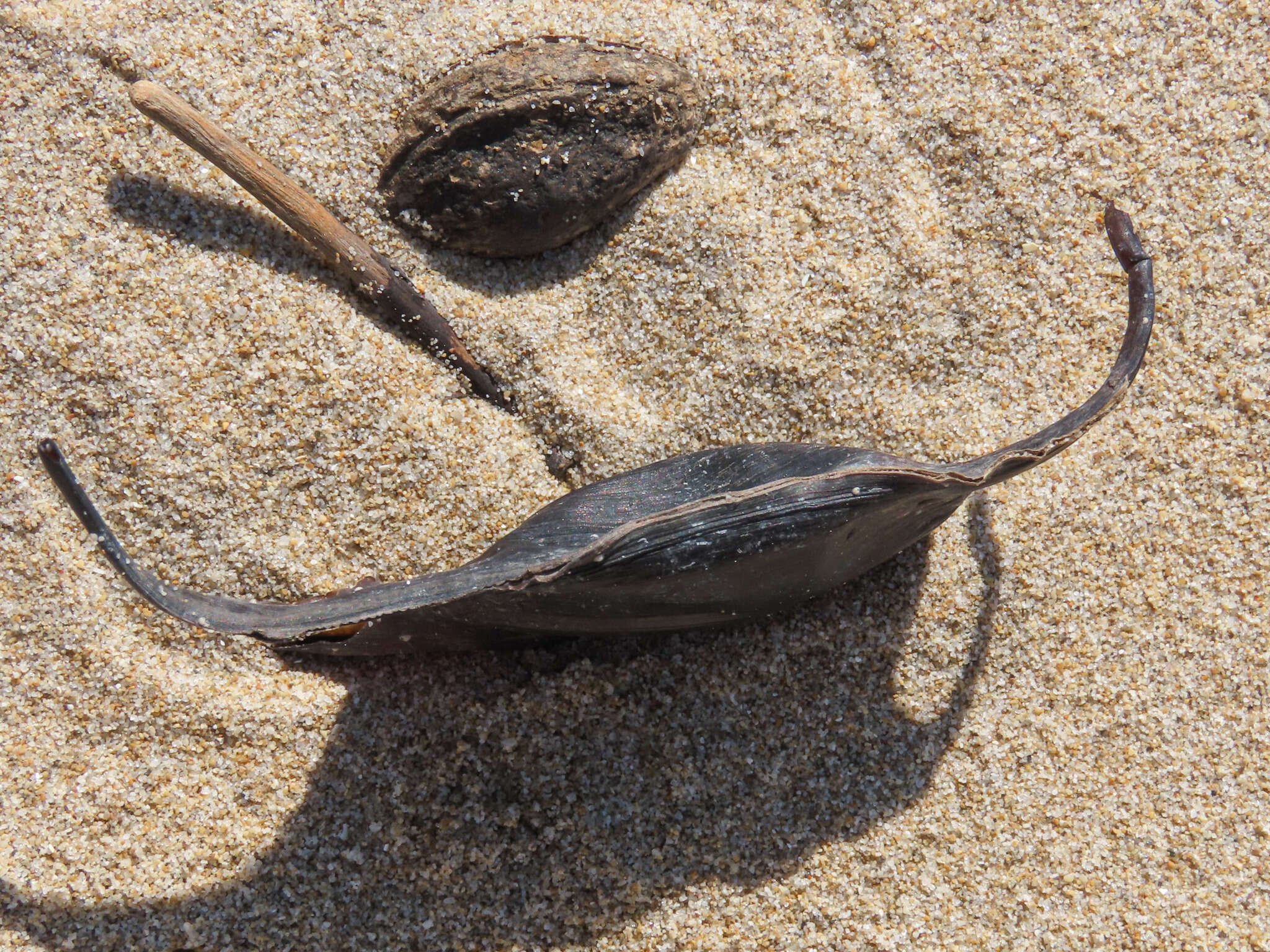 Image of Starry skate