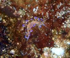 Image of Sea slug