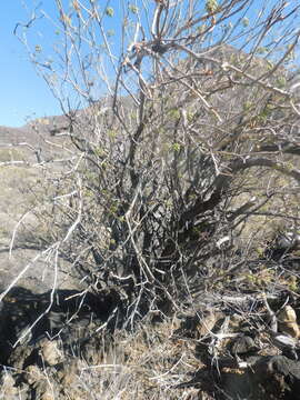 Image of Aralia scopulorum Brandegee