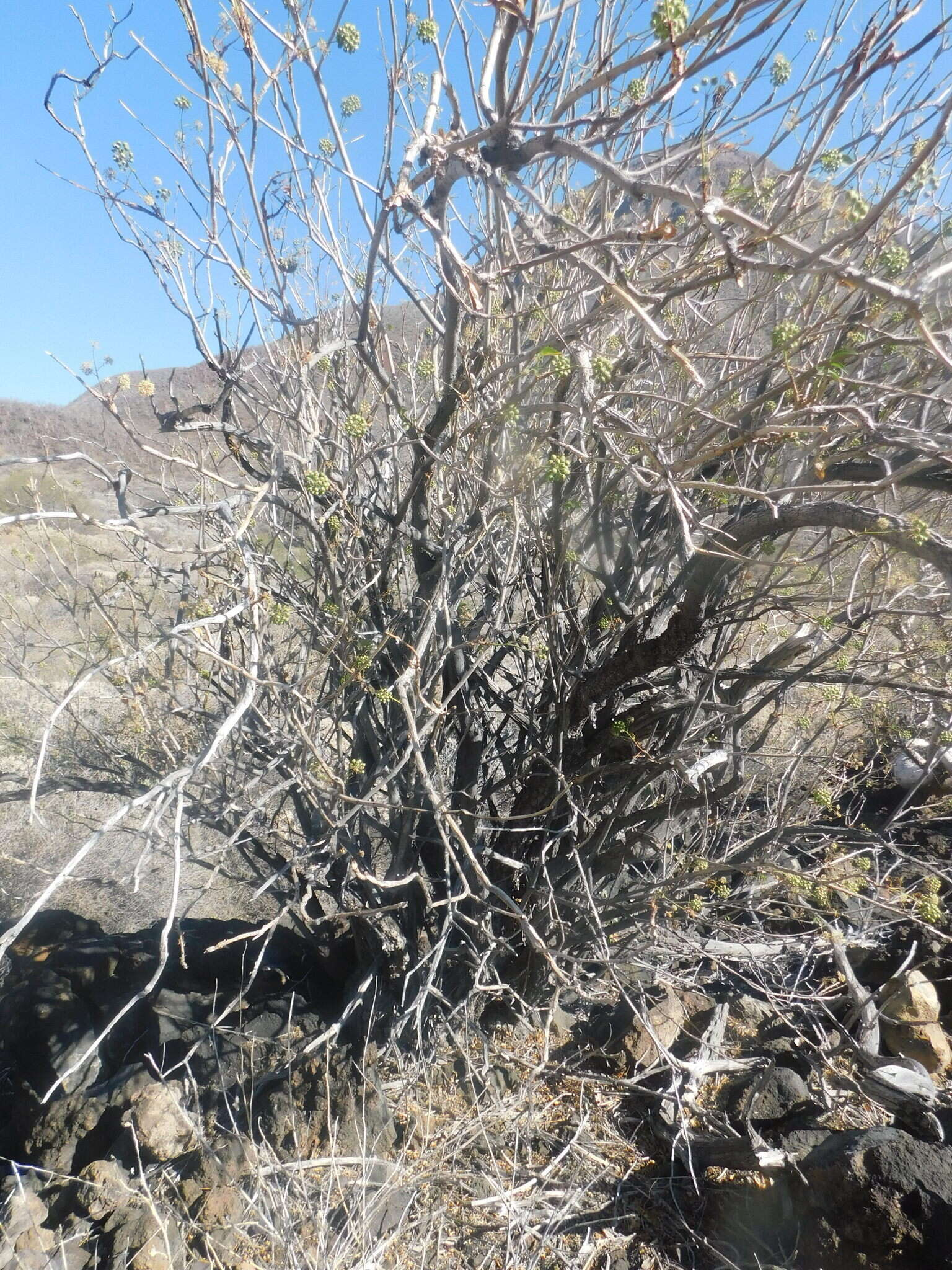 Image de Aralia scopulorum Brandegee