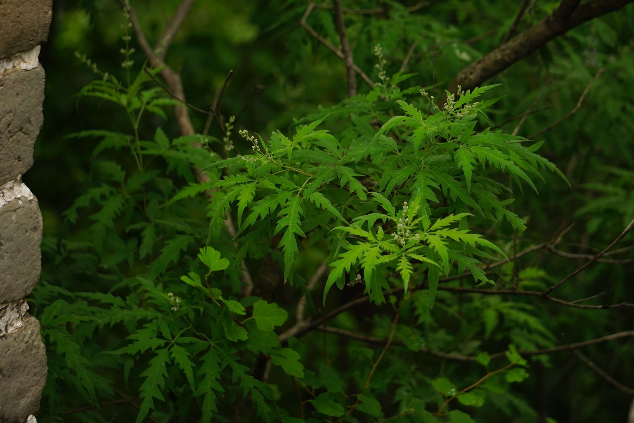 Sivun Vitex negundo var. negundo kuva