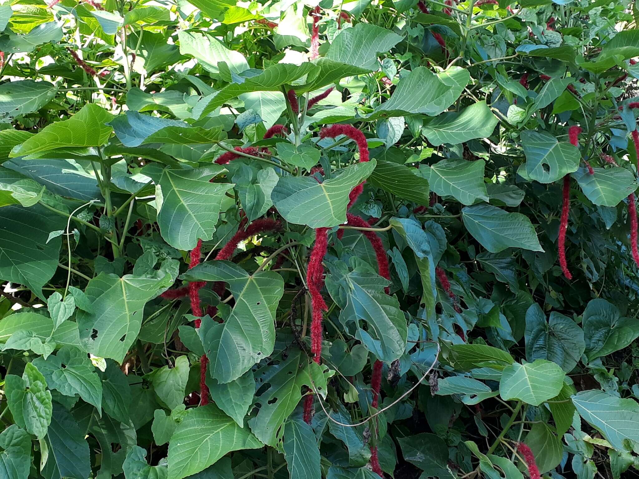 Image of chenille plant