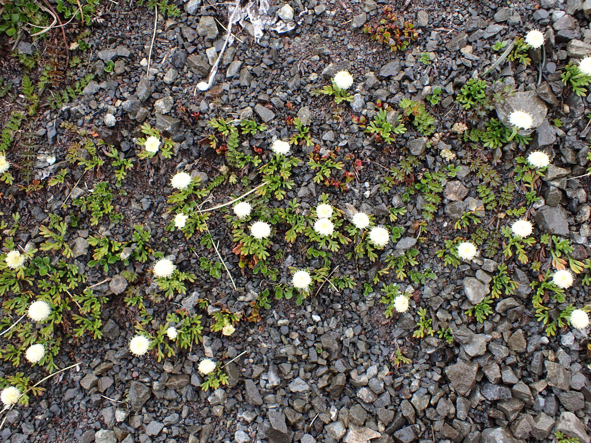 Plancia ëd Leptinella pyrethrifolia (Hook. fil.) D. G. Lloyd & C. J. Webb