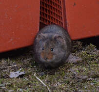 Image of Taiga Vole