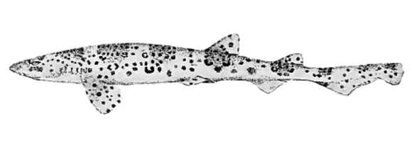 Image of Freckled Catshark