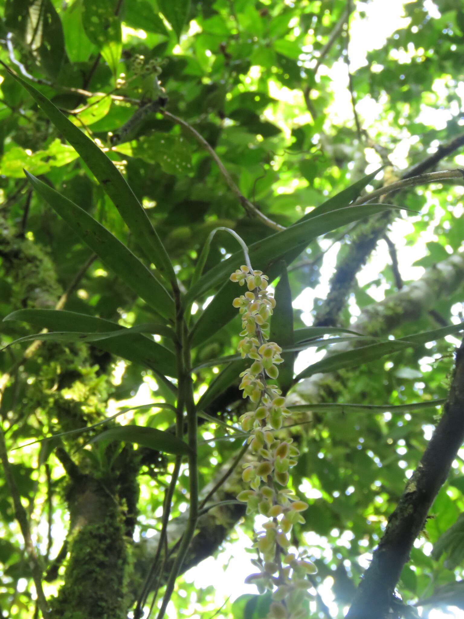 Plancia ëd Epidendrum laucheanum Bonhof ex Rolfe