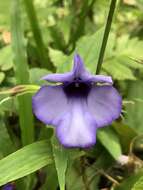 Image of Torenia siamensis T. Yamazaki