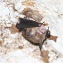 Image of Sumba Roundleaf Bat