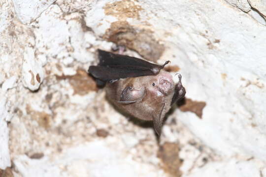 Image of Sumba Roundleaf Bat