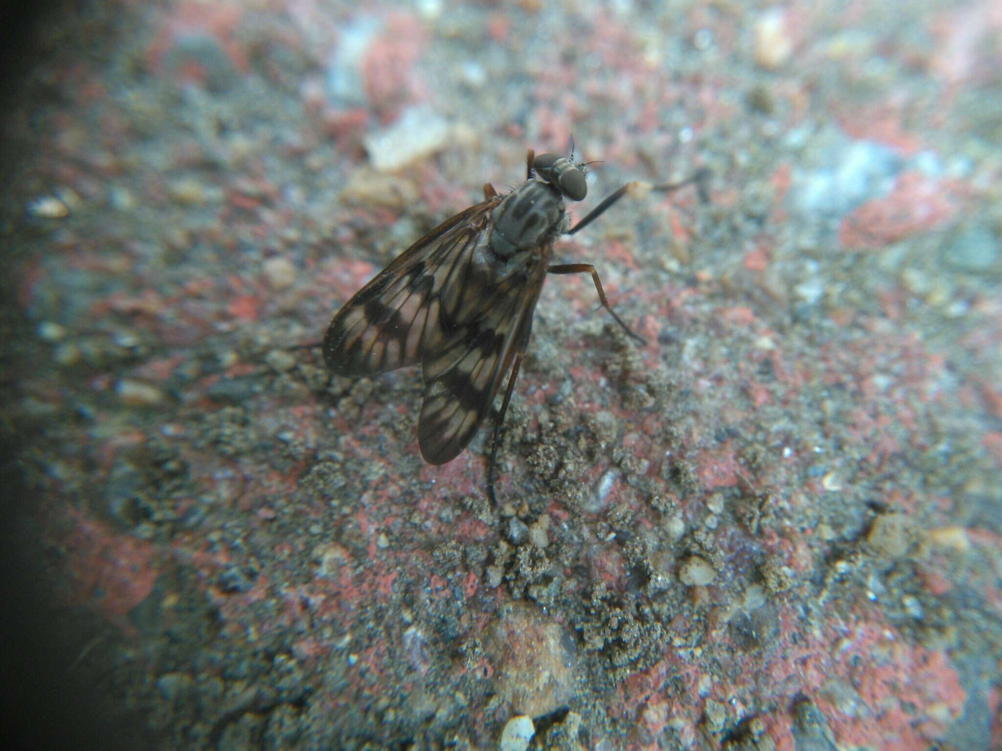 Image of Common Snipe Fly