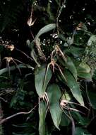 Image of Maxillaria pachyacron Schltr.