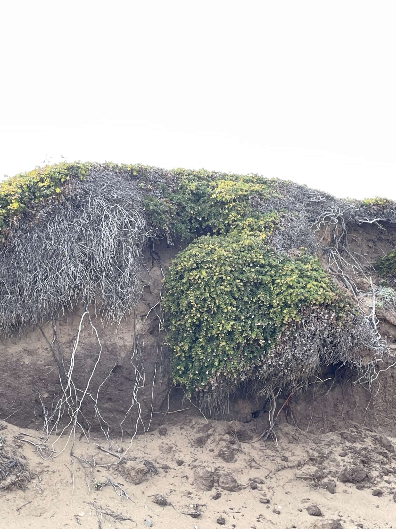 Sivun Arctostaphylos edmundsii Howell kuva