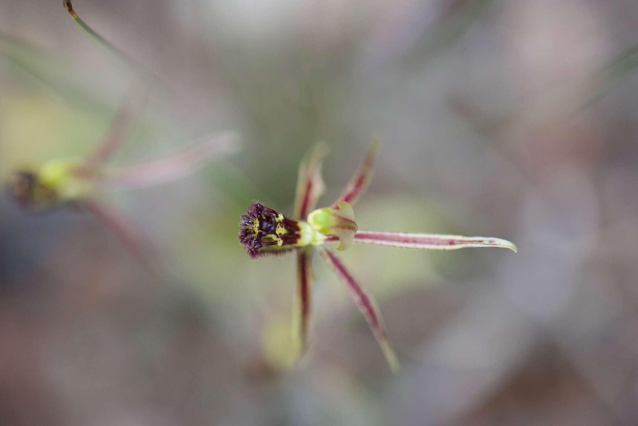 Image of Common dragon orchid