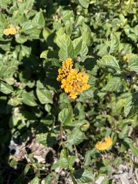 Image of Lantana polyacantha Schauer