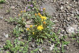Image of Crepis chrysantha (Ledeb.) Turcz.