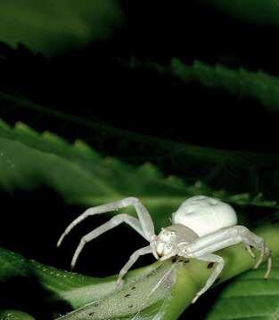 Image of Flower Crab Spiders