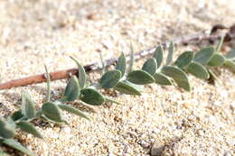 Image of Linaria sabulosa Czern. ex Klokov