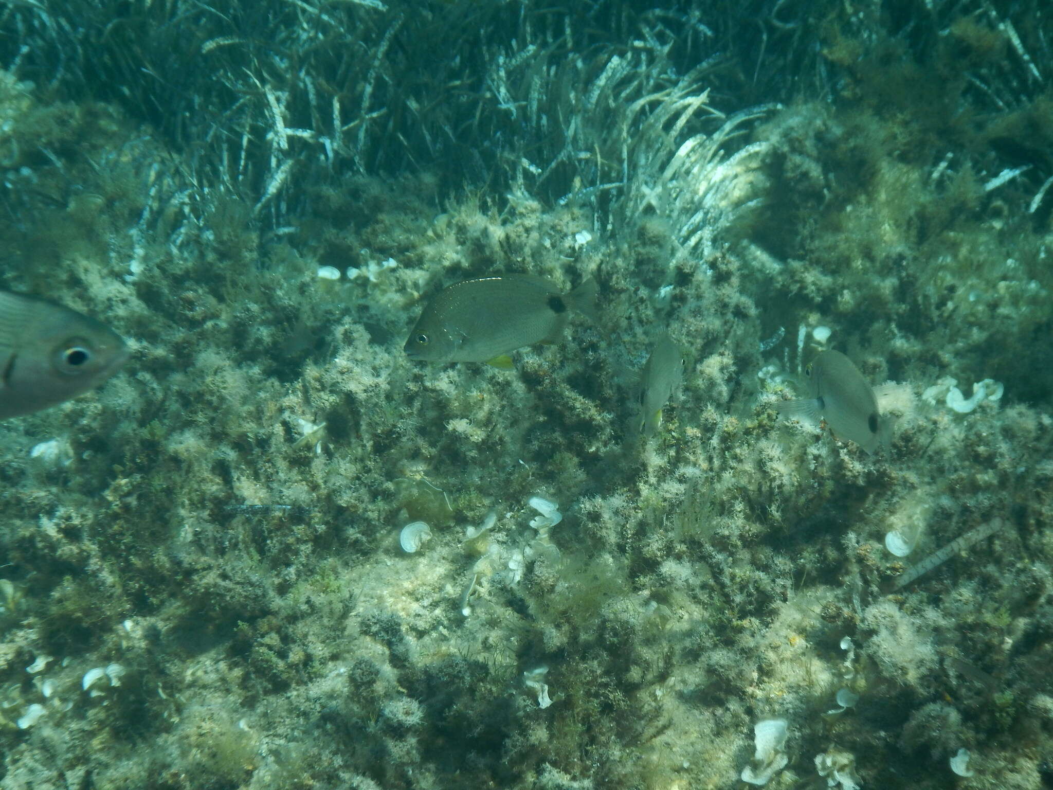 Image of Annular Seabream