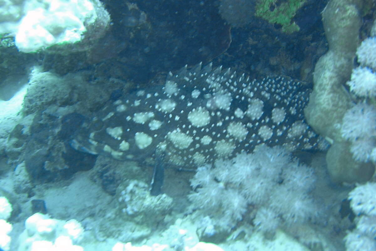 Image of Edgeblack Grouper