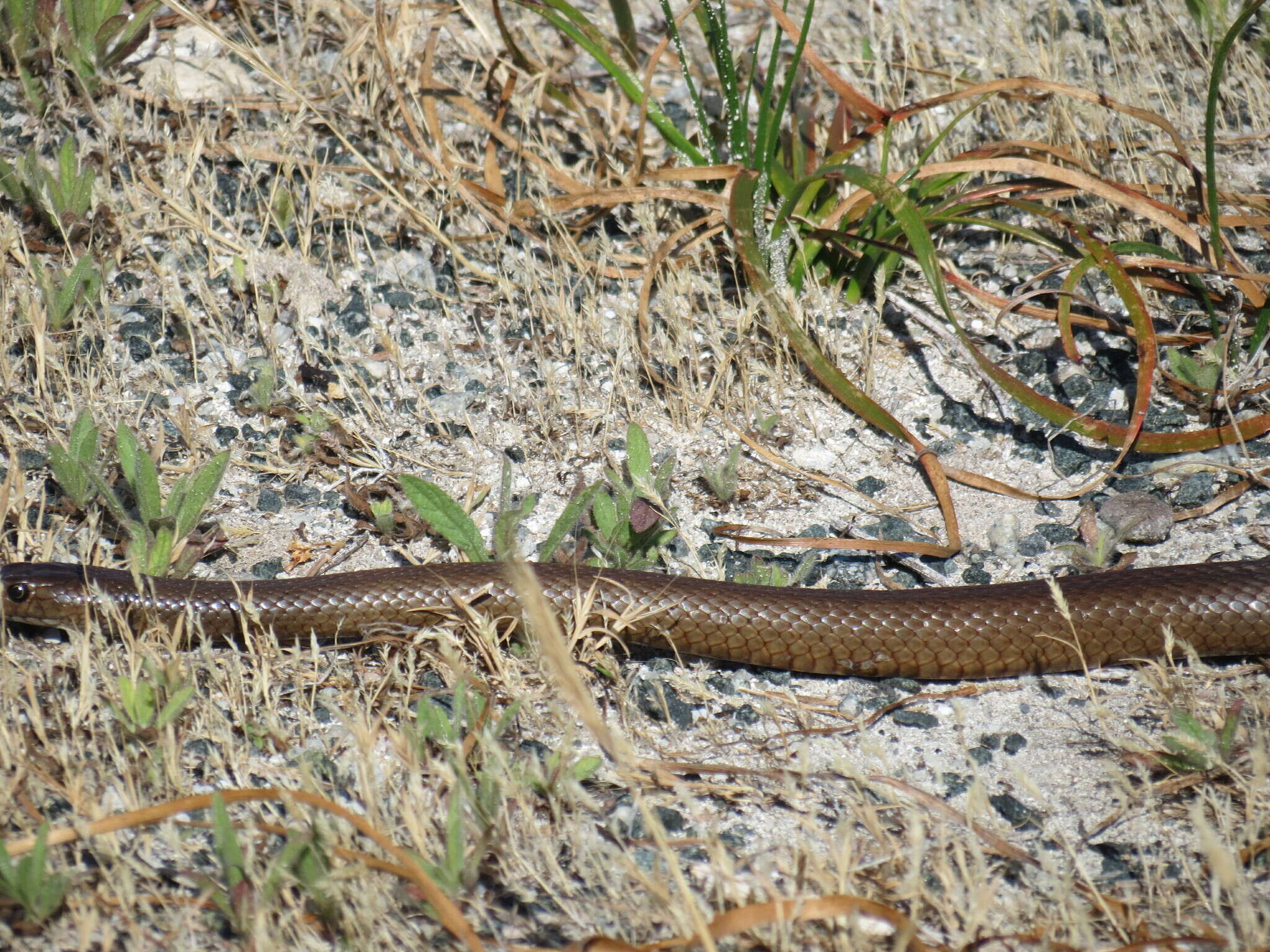 Image of Pseudonaja affinis exilis Storr 1989