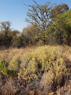 Imagem de Helichrysum kraussii Sch. Bip.