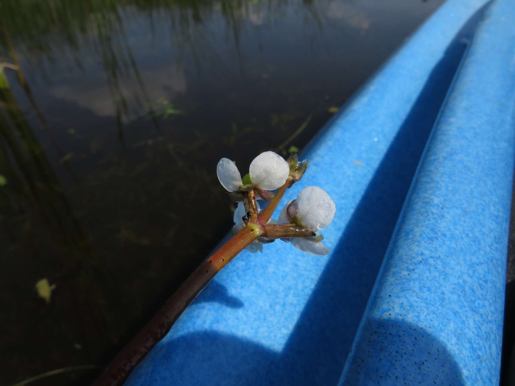 Plancia ëd Sagittaria cuneata E. Sheld.