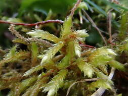 Image of hylocomiastrum moss