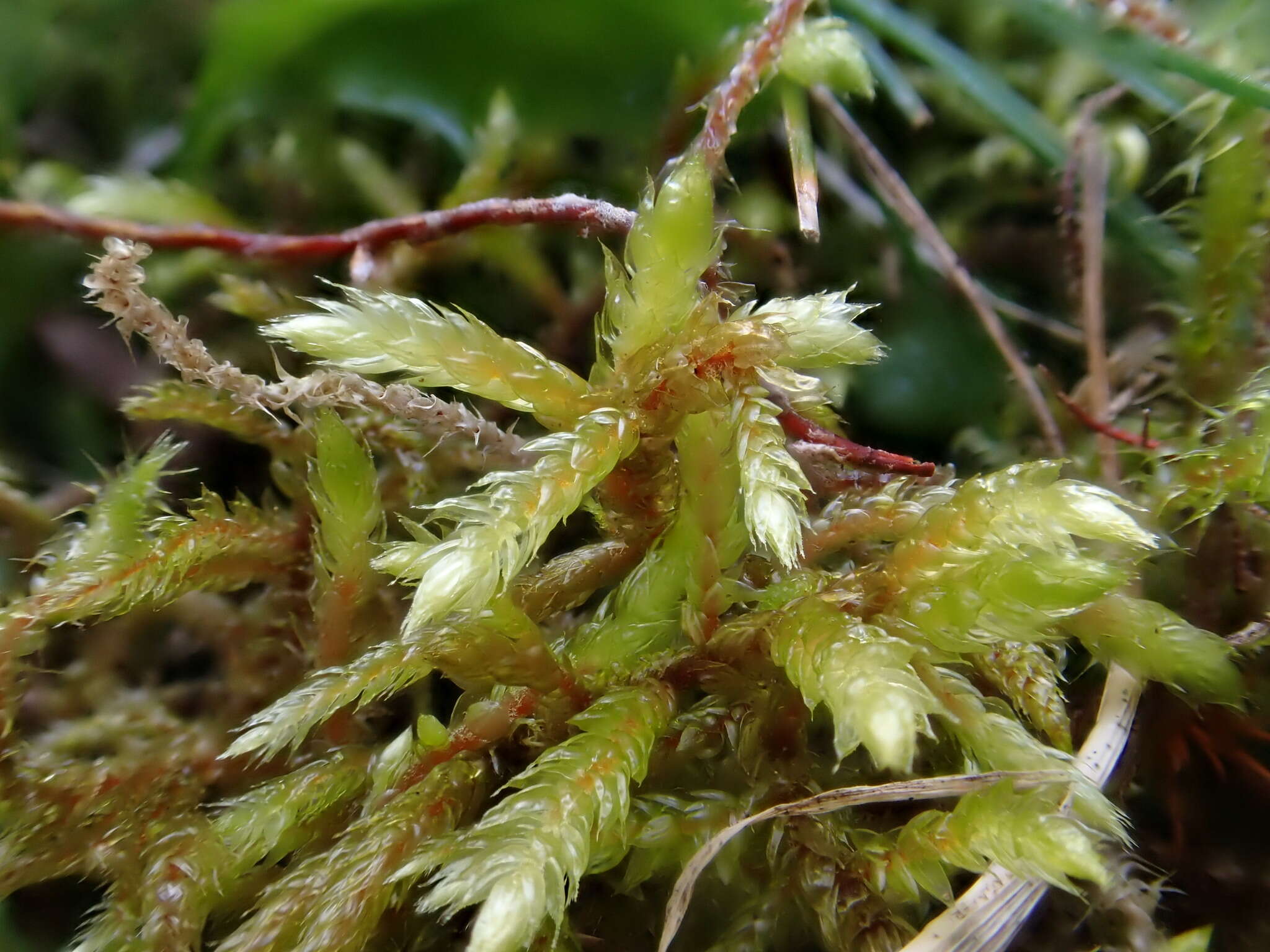 Image of hylocomiastrum moss