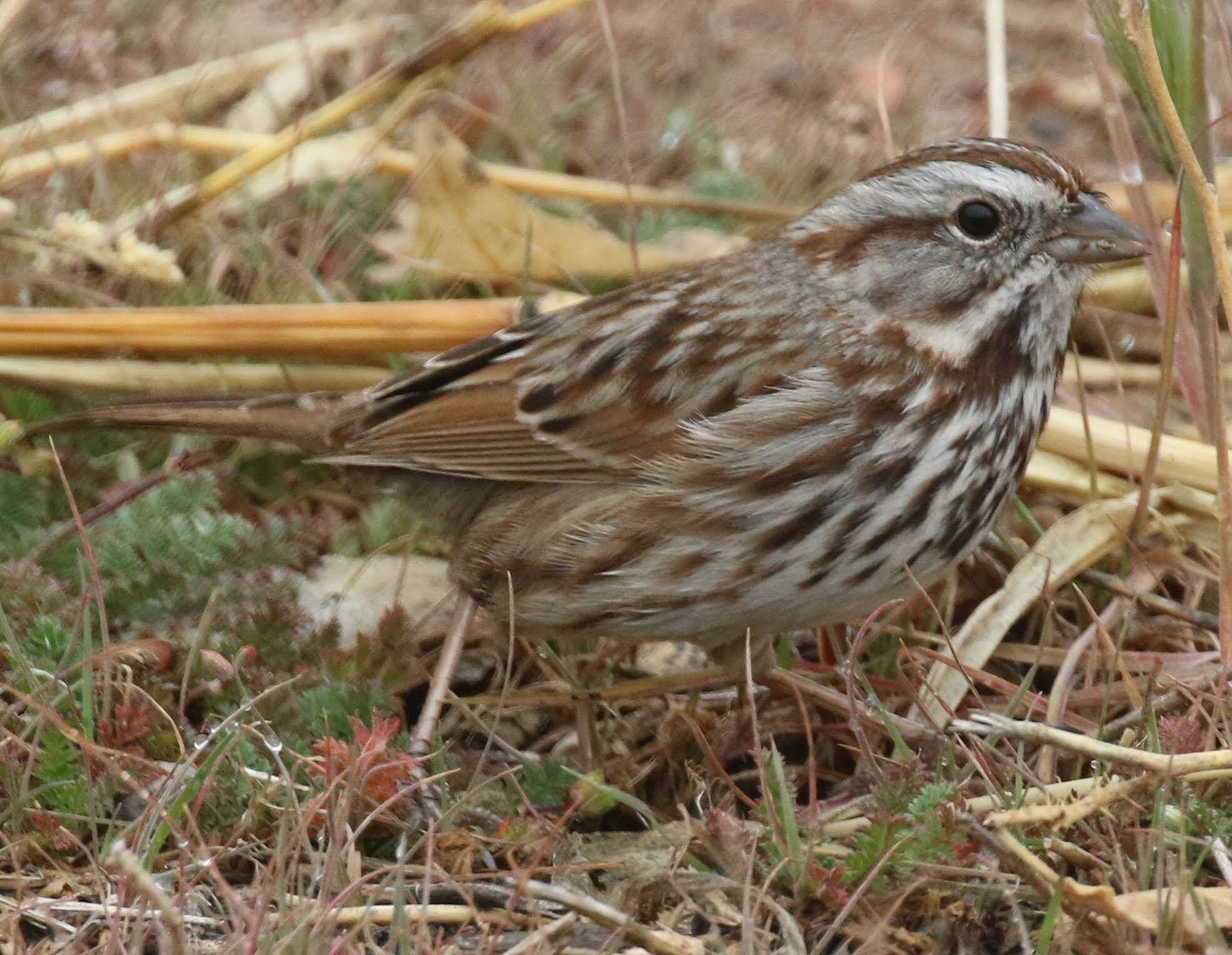 Image of Melospiza melodia montana Henshaw 1884